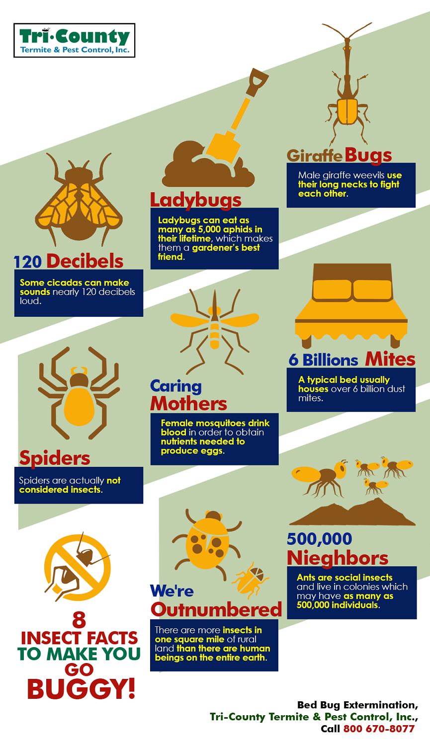 8 Insect Facts to Make You Go Buggy! Latest Infographics 8 Insect Facts to Make You Go Buggy! Latest Infographics